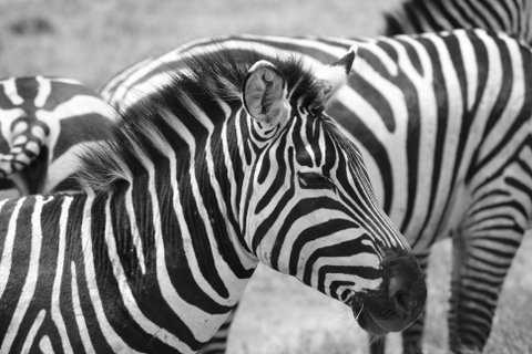 Sheengai Pride Safaris