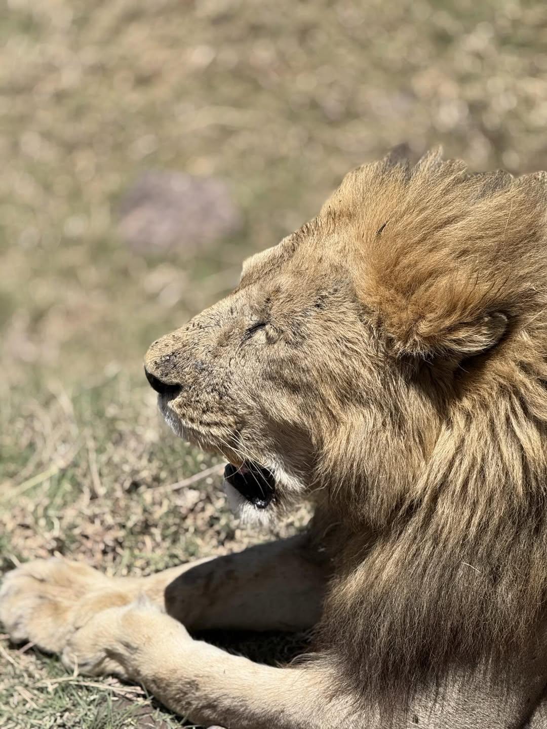 kilimanjaro summit safaris