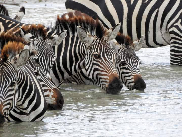 African Holiday Safari Ltd. gallery