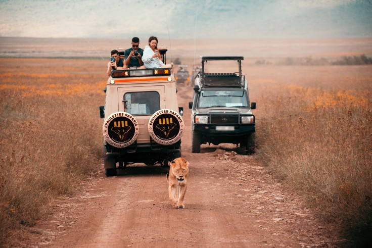 Epaulettes Safaris gallery