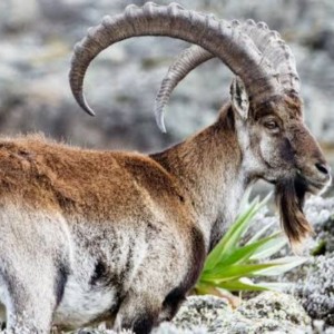 Ethio Top Land Tours gallery