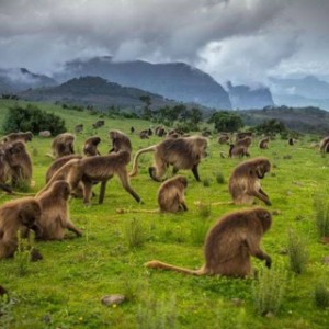 Ethio Top Land Tours gallery