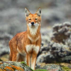 Ethio Top Land Tours gallery