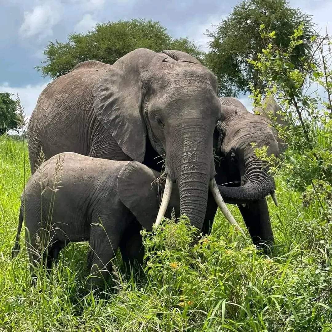 Holiday Expedition & Safari gallery