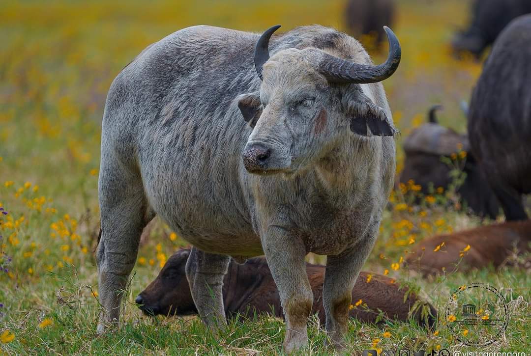 Holiday Expedition & Safari gallery