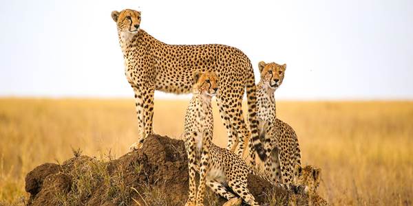 Foot Slopes Tours and Safaris Ltd  gallery