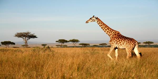 Foot Slopes Tours and Safaris Ltd  gallery