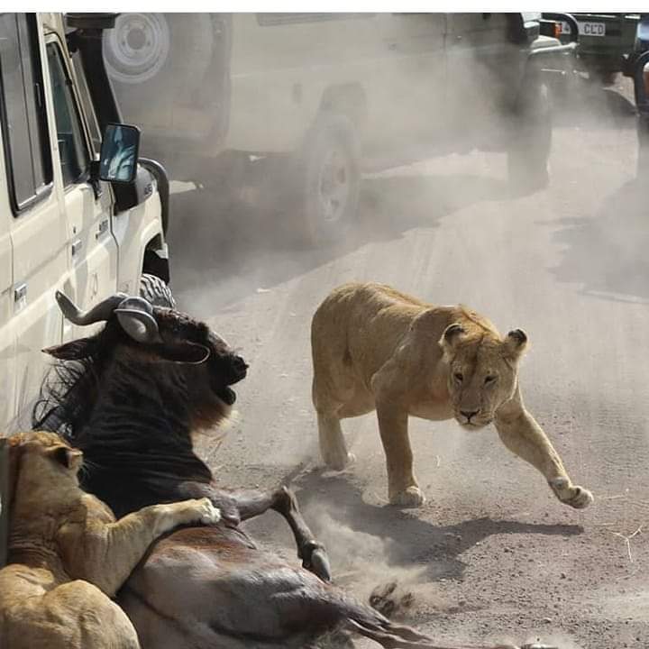 Gecko Adventure Tanzania gallery