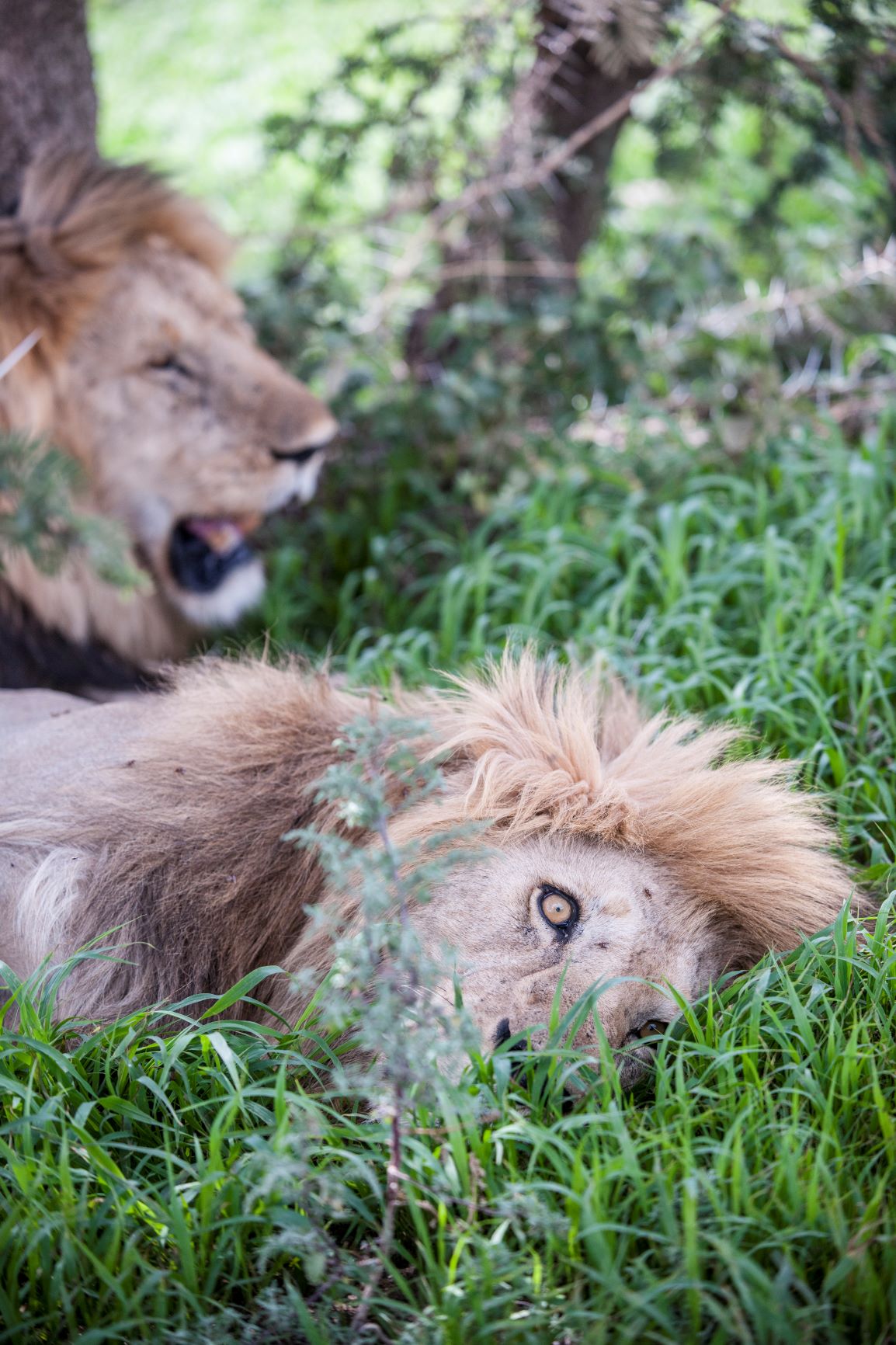 Platinum Siringeti Safaris Co (T) gallery