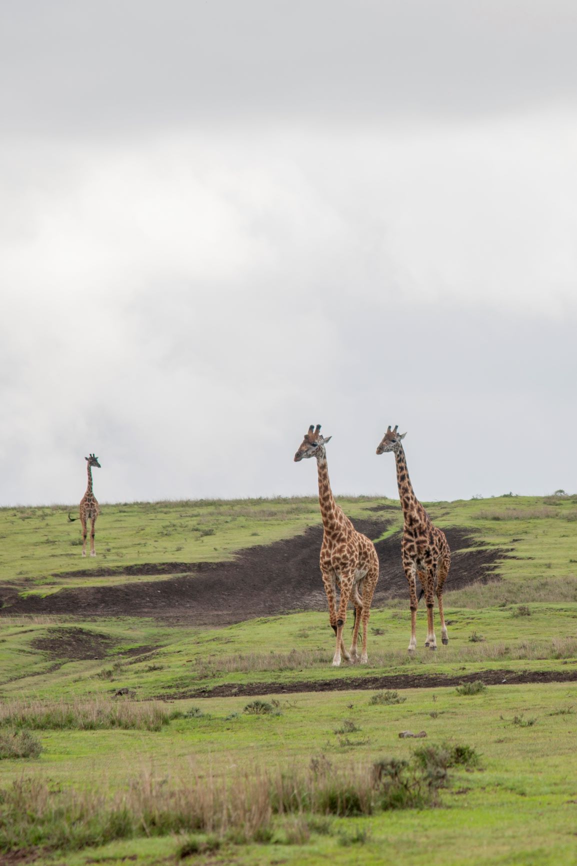 Platinum Siringeti Safaris Co (T) gallery