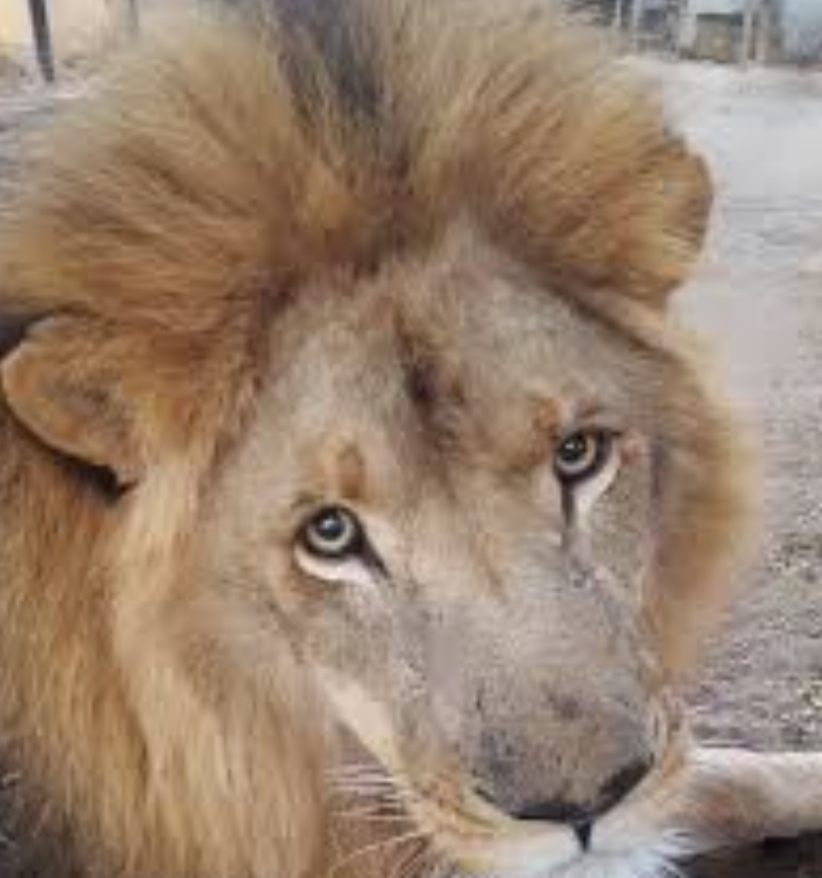 This And That Safaris gallery