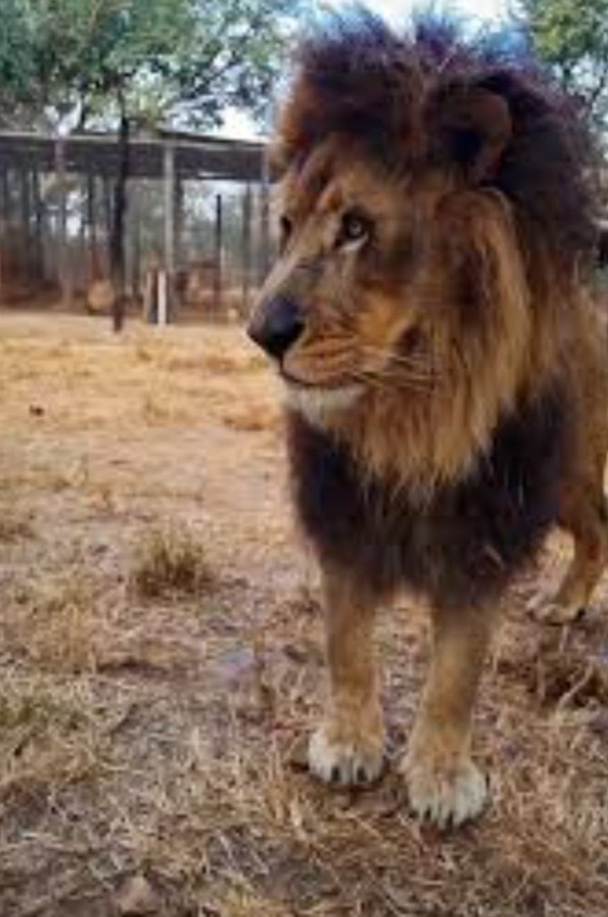 This And That Safaris gallery