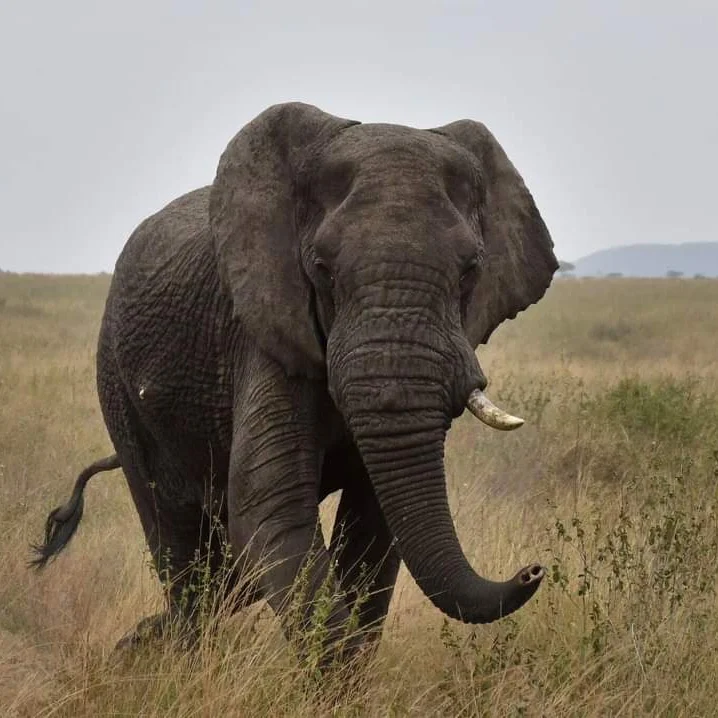 Tubale Safaris gallery