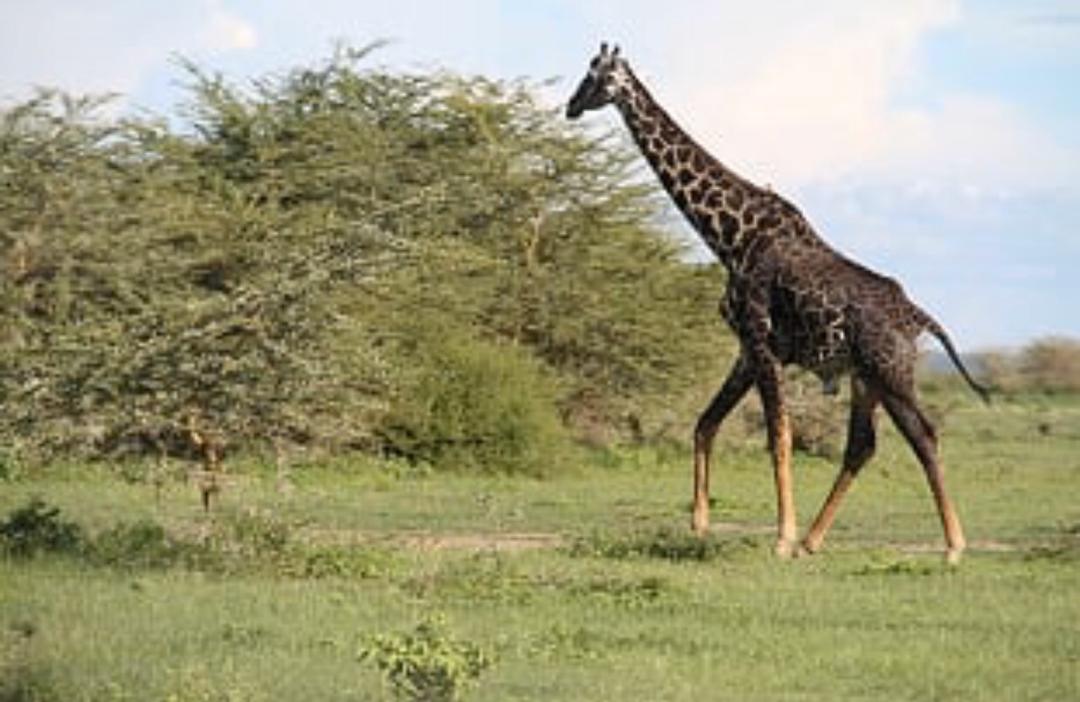 Usaka Safari Adventures gallery