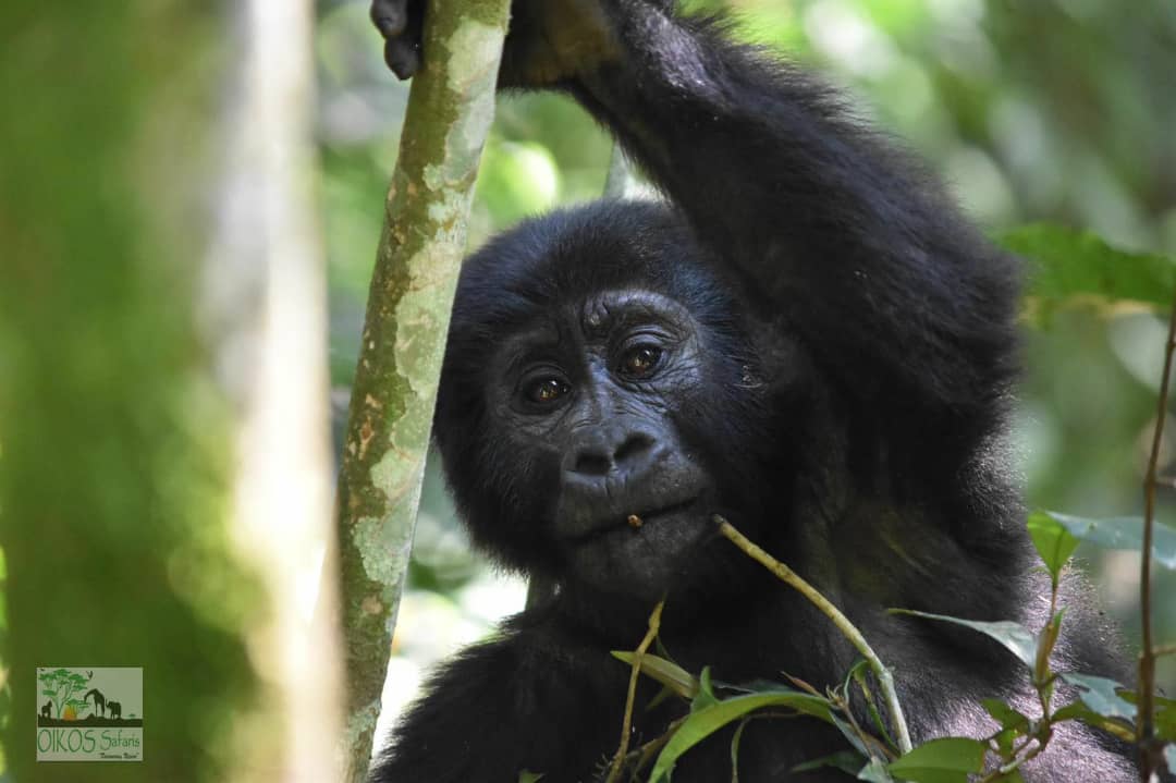 oikos safaris Uganda LTD  gallery