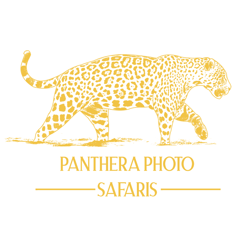 Panther Photo Safaris 