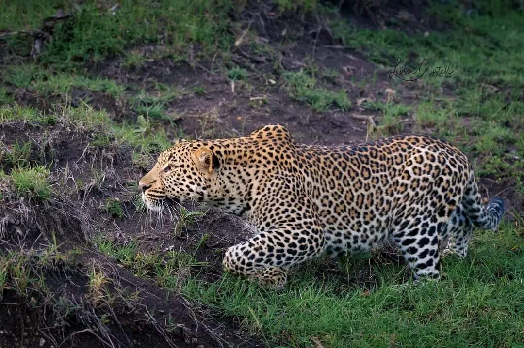 Holiday Expedition & Safari