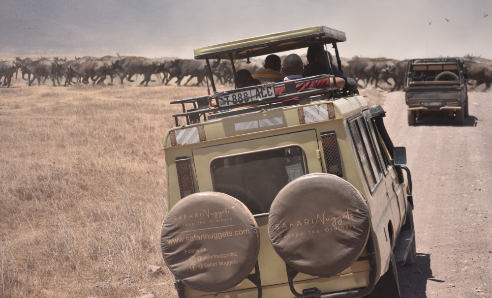 Safari Nuggets gallery