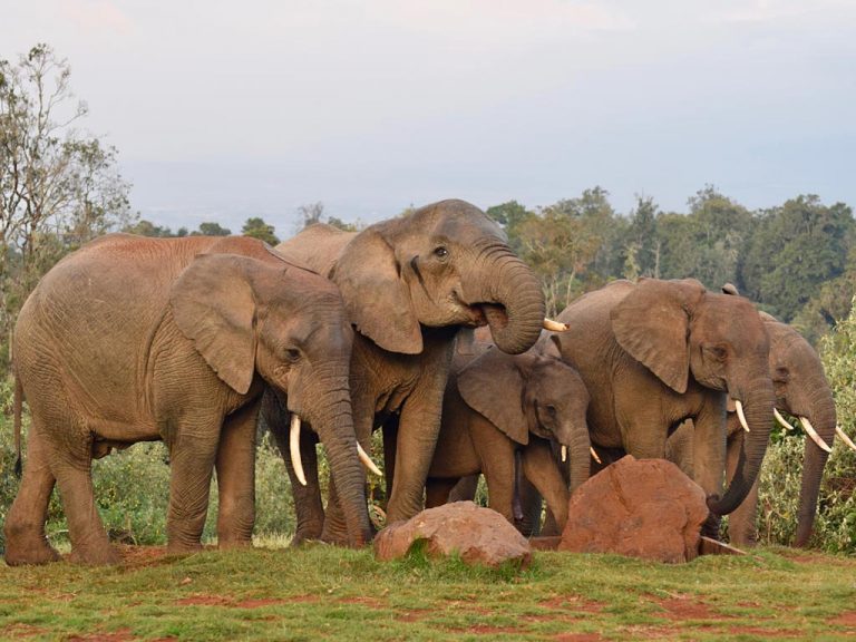 Tilman Safaris gallery