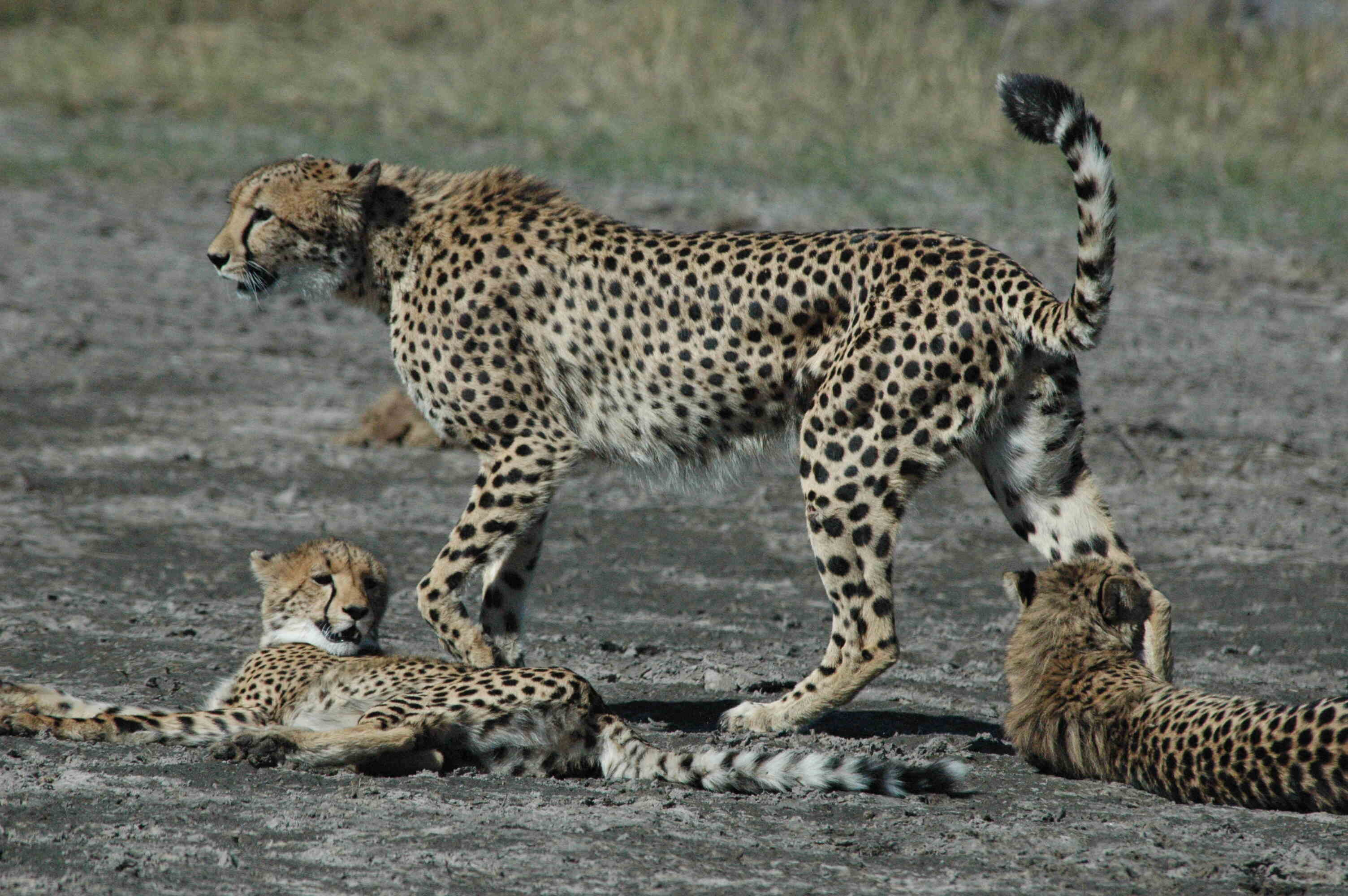Marvelous mobile safari.  gallery