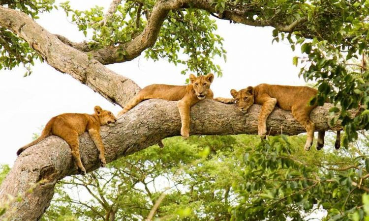 ALPHA ADVENTURE SAFARIS gallery