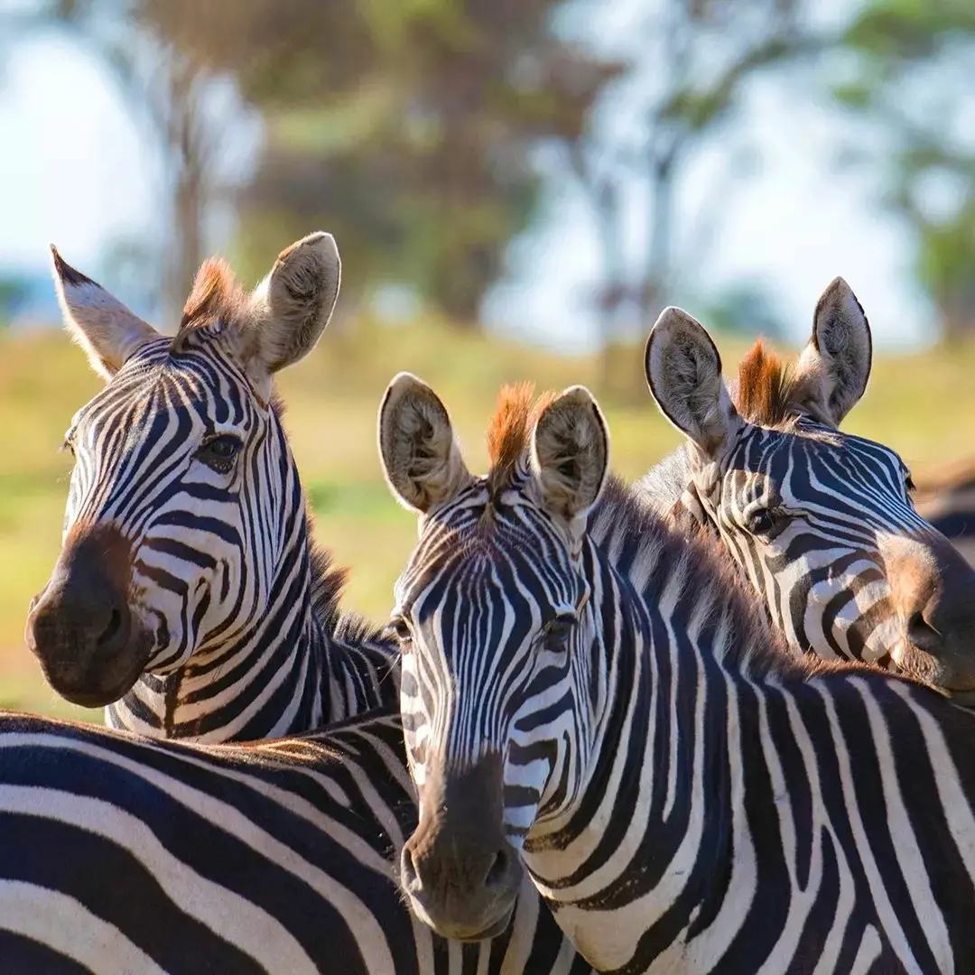 Kanyama Tanzania safaris  gallery