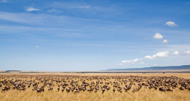 Safari With Me  gallery