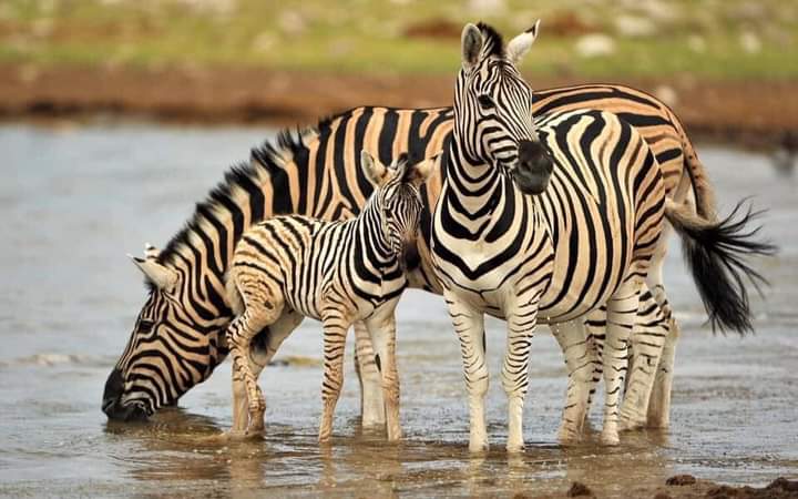 HappyLux Safaris and Adventure gallery