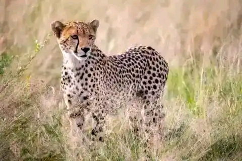 Dream voyage safaris