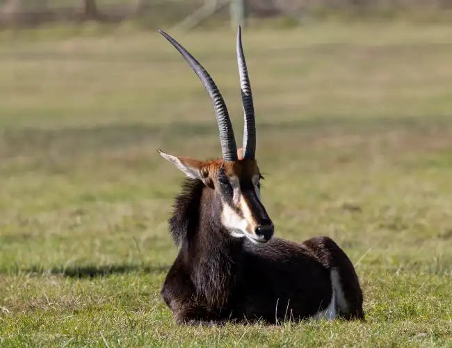 Udzungwa Mountains National Park