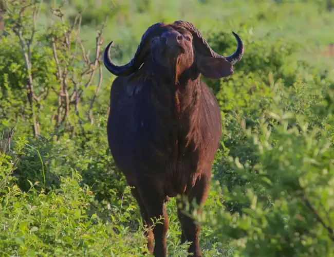Grumeti Game Reserve