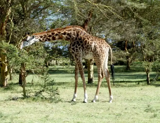 Lake Naivasha National Park